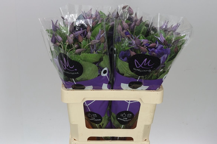 <h4>Clematis Amazing Sydney</h4>