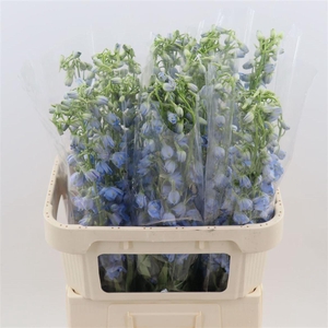 Delphinium single Sky Waltz