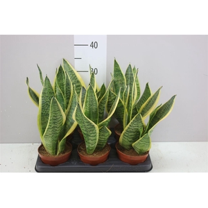 Sanseveria Superba