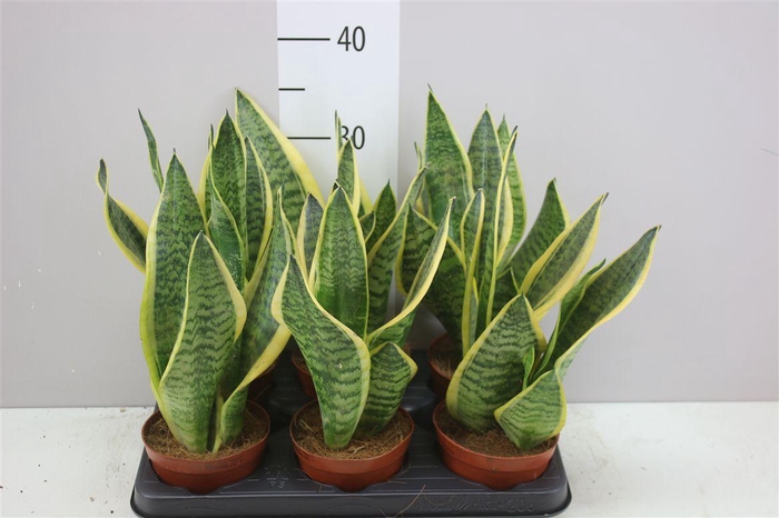<h4>Sanseveria Superba</h4>