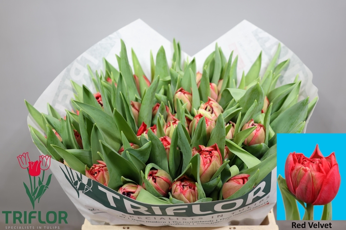 <h4>TU DU RED VELVET</h4>