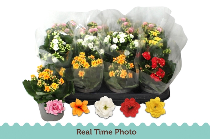 <h4>KAL GE GEM 5 KL</h4>