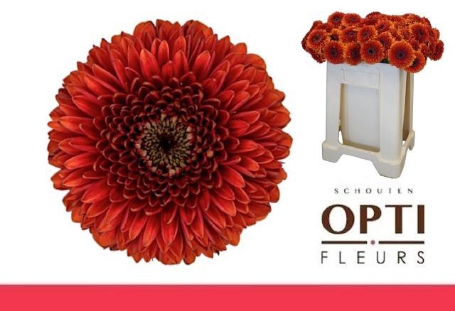 <h4>GE MB POMPONI RIZZO</h4>