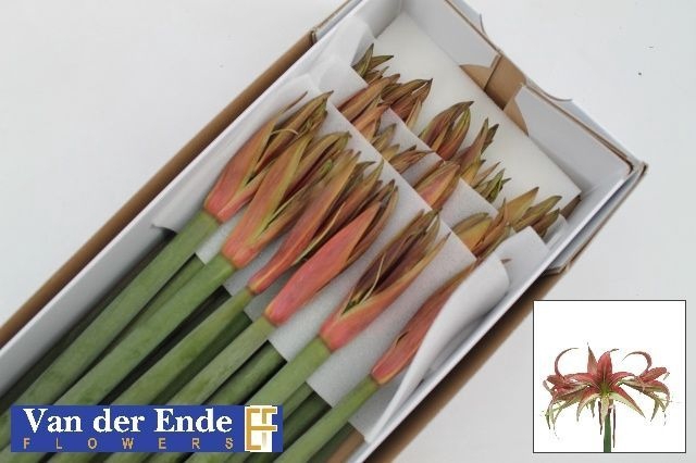 <h4>Hippeastrum Tango</h4>