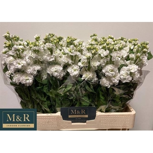 MATTH STOX WHITE