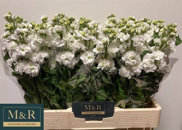 <h4>MATTH STOX WHITE</h4>