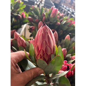 Protea Theresa  - LIMITED