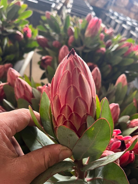 <h4>Protea Theresa  - LIMITED</h4>