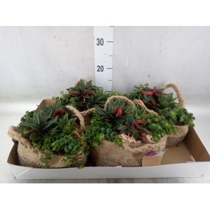 Arr.   Kamerplant Groen L%