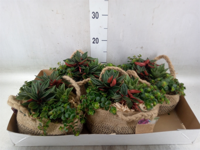 <h4>Arr.   Kamerplant Groen L%</h4>