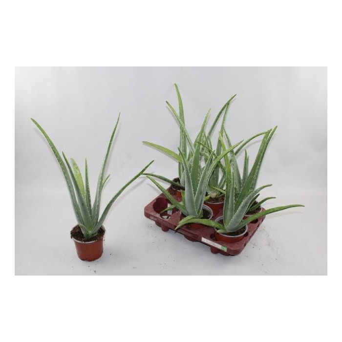 <h4>ALOE VERA</h4>