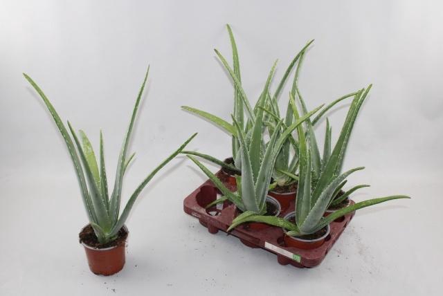 <h4>ALOE VERA</h4>