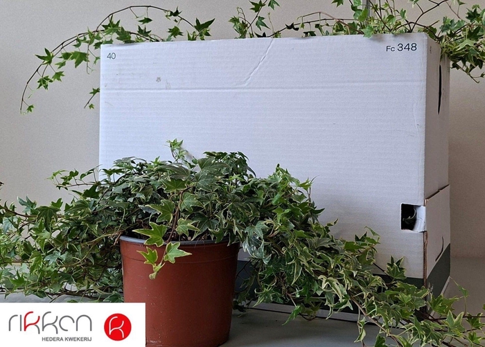 <h4>HED HE WHITE RIPPLE</h4>