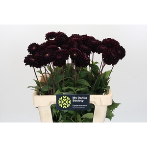 Dahlia Dark Prince