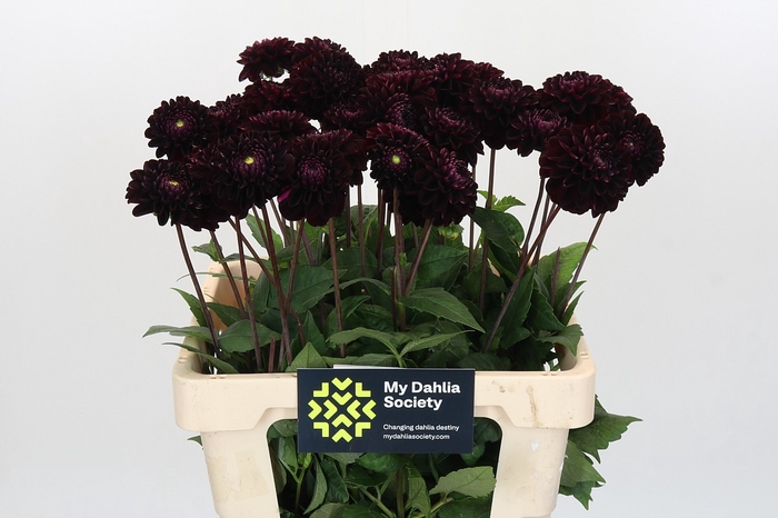 <h4>Dahlia Dark Prince</h4>