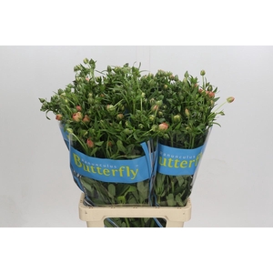 Ranunculus Butterfly Eris