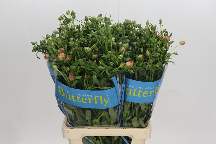 <h4>Ranunculus Butterfly Eris</h4>