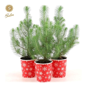 Pinus pinea 'Silver Crest' P10,5 in Cup X-mas Deco