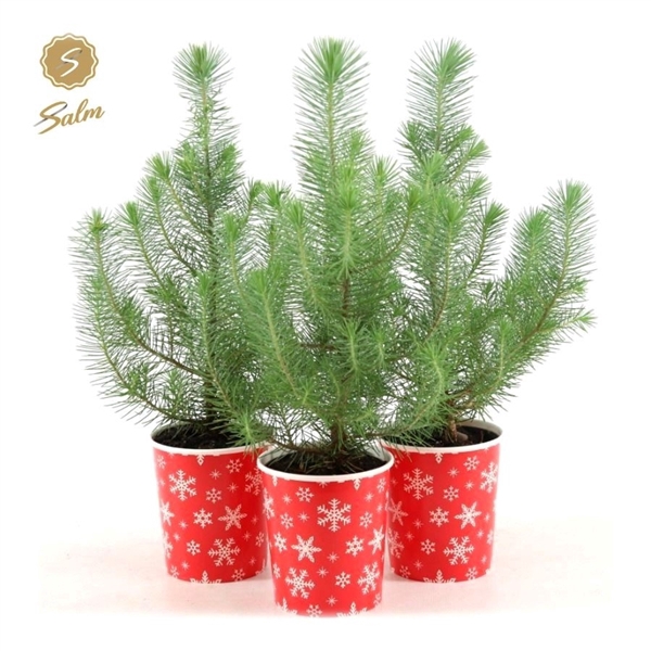 <h4>Pinus pinea 'Silver Crest' P10,5 in Cup X-mas Deco</h4>