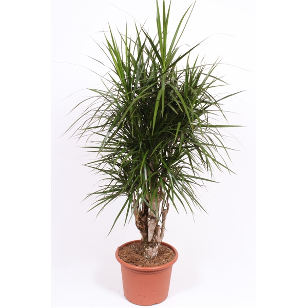 <h4>Dracaena marginata</h4>