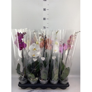 Phalaenopsis   ...