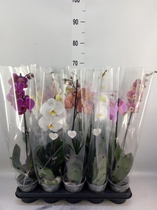 <h4>Phalaenopsis   ...</h4>