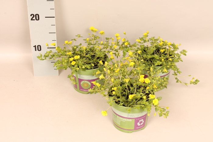 <h4>Mecardonia Garden Freckles</h4>