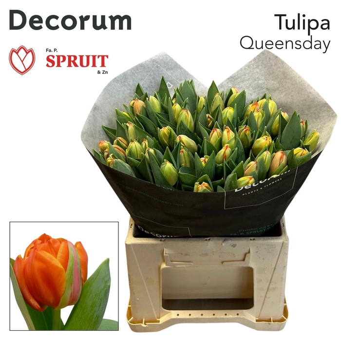 <h4>TU DU QUEENSDAY SPR</h4>