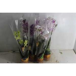 PHALAENOPSIS MINI P09 2 HT