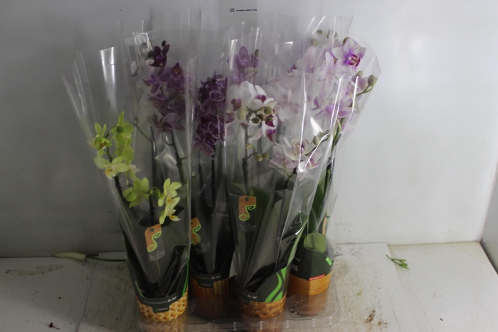 <h4>PHALAENOPSIS MINI P09 2 HT</h4>