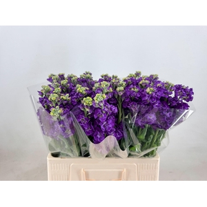 MATTH IMPALA PURPLE