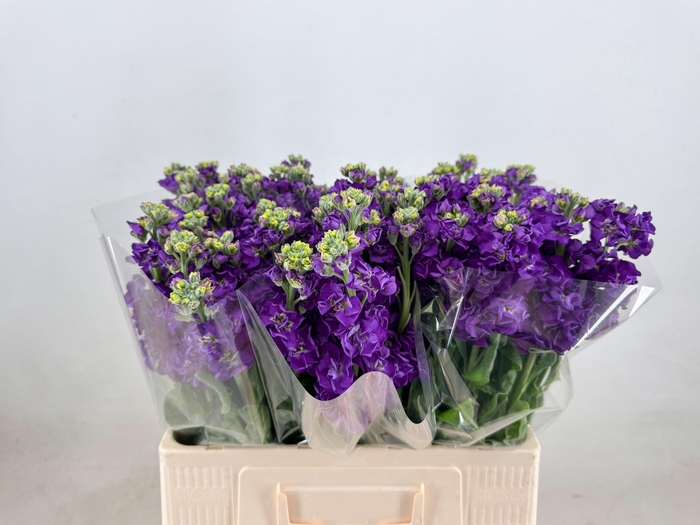 <h4>MATTH IMPALA PURPLE</h4>