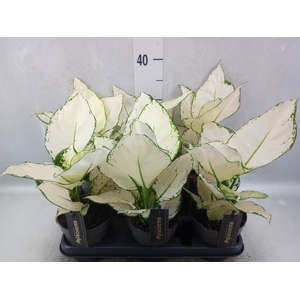 Aglaonema  'White Joy'