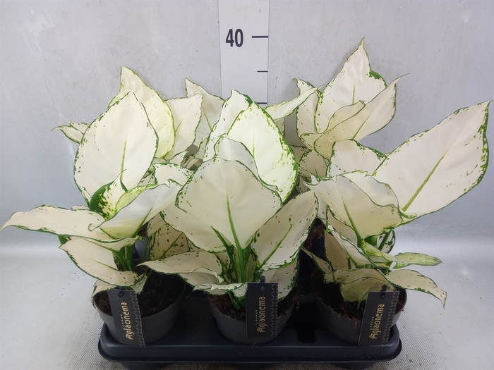 Aglaonema  'White Joy'