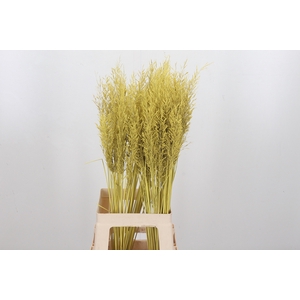 Calamagrostis Kl Bh Geel