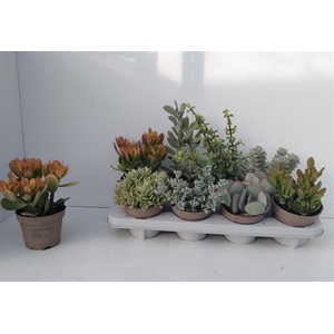 Crassula Mixed 12Ø 22cm