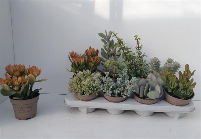 Crassula Mixed 12Ø 22cm