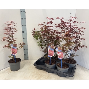 ACER PA ATROPURPUREU
