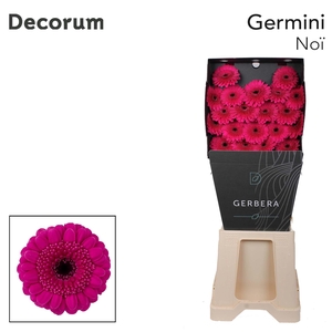 Germini Noi Diamond Per Kaart