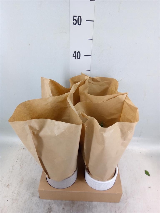 <h4>Promenaea  'Sunlight'</h4>