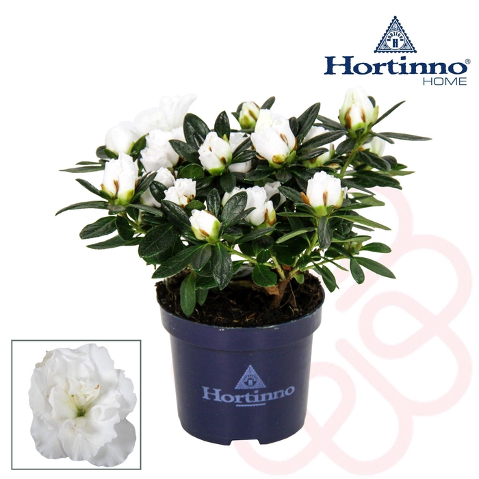 <h4>Hortinno® Home 'Christine Belli' mini</h4>
