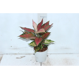 AGLAONEMA CHERRY BABY P12