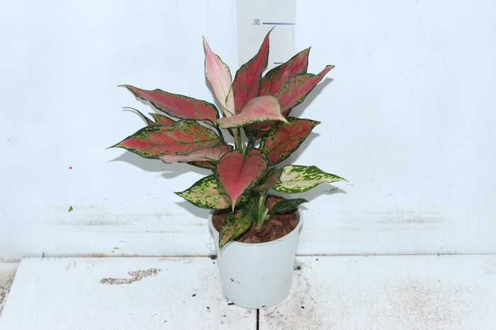 <h4>AGLAONEMA CHERRY BABY P12</h4>
