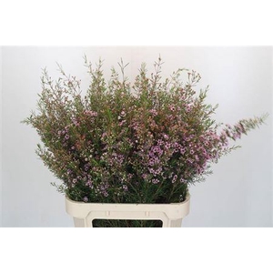 Chame Early Nir Rose Extra