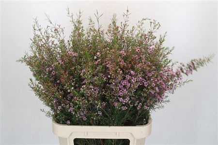<h4>Chame Early Nir Rose Extra</h4>