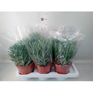 Curio ficoides 'Mount everest'