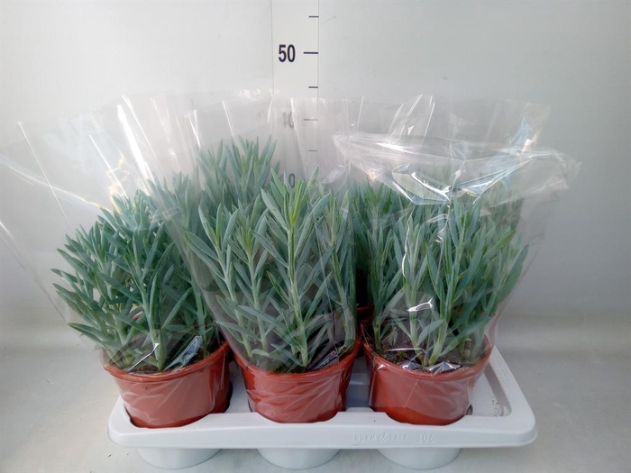 <h4>Curio ficoides 'Mount everest'</h4>