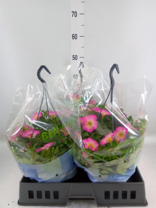 <h4>Petunia ...</h4>