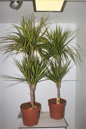 <h4>** Dra Marg Sunray 60- ** Promo</h4>