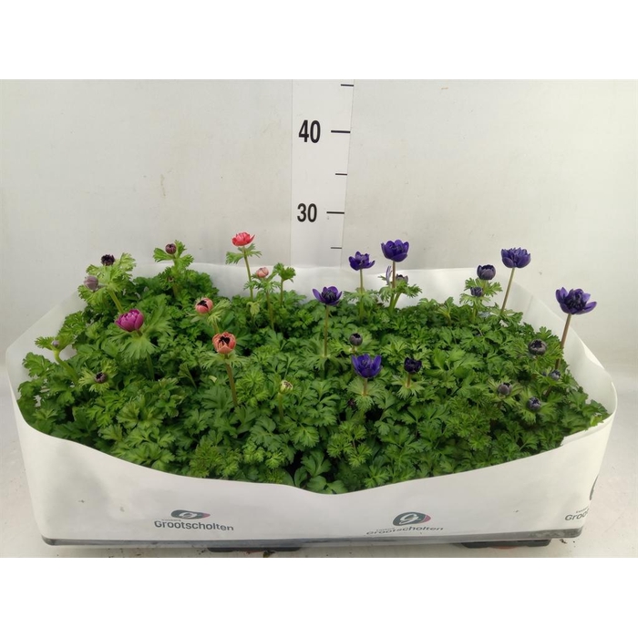 <h4>Anemone   ...mix</h4>